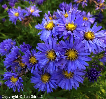 Aster Novi-belgii 'Sini' syysasteri